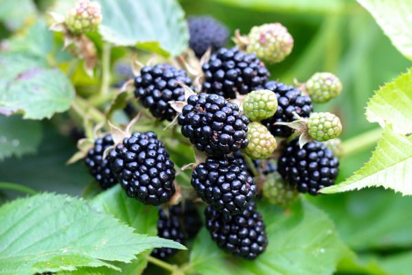 Cost of Blackberry Bush Removal in Nashville