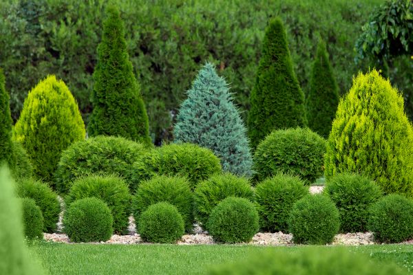 Cost of Bush Shaping Service in Nashville