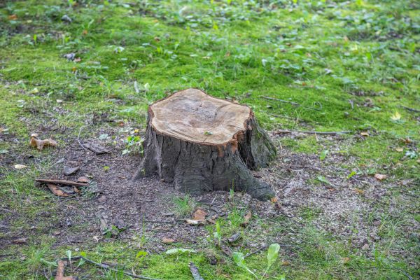 Cost of Bush Stump Removal in Nashville