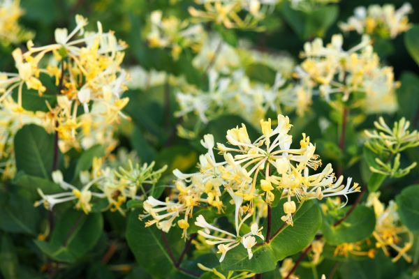 Cost of Honeysuckle Removal in Nashville