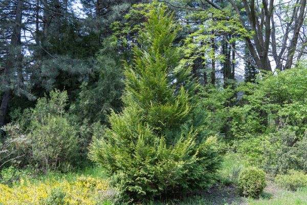 Cost of Juniper Pruning in Nashville