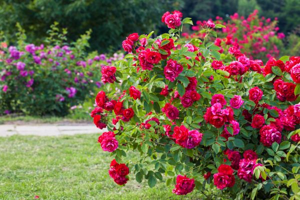 Cost of Rose Bush Pruning in Nashville