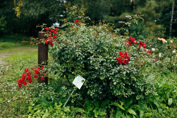 Cost of Rose Bush Removal in Nashville