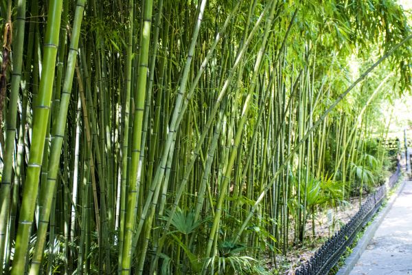 Cost of Bamboo Root Removal in Nashville