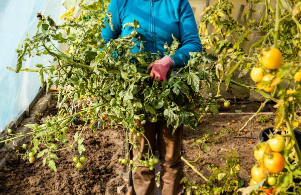 Cost of Garden Plant Removal in Nashville
