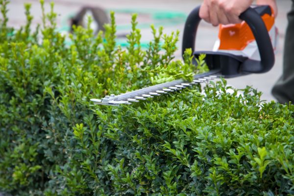 Cost of Hedge Shearing in Nashville