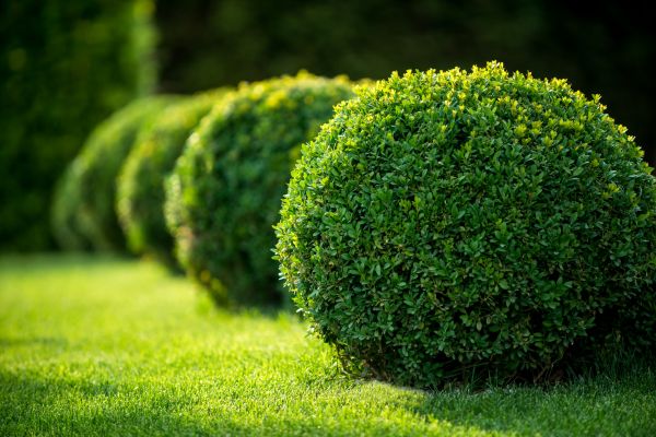 Cost of Bush Pruning in Nashville