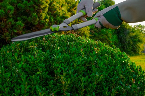Cost of Topiary Shearing in Nashville