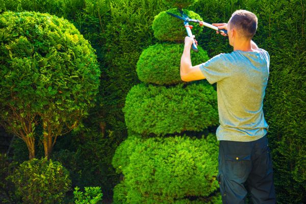 Cost of Topiary Shaping in Nashville