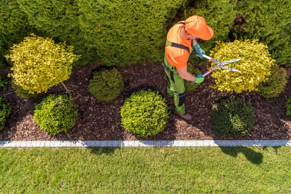 Cost of Topiary Trimming in Nashville