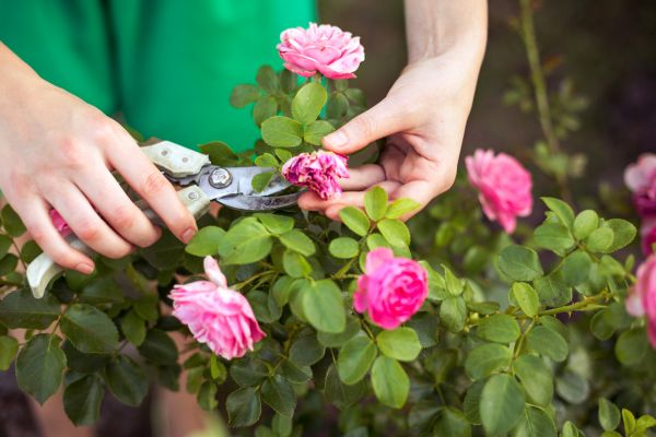 Cost of Rose Shearing in Nashville