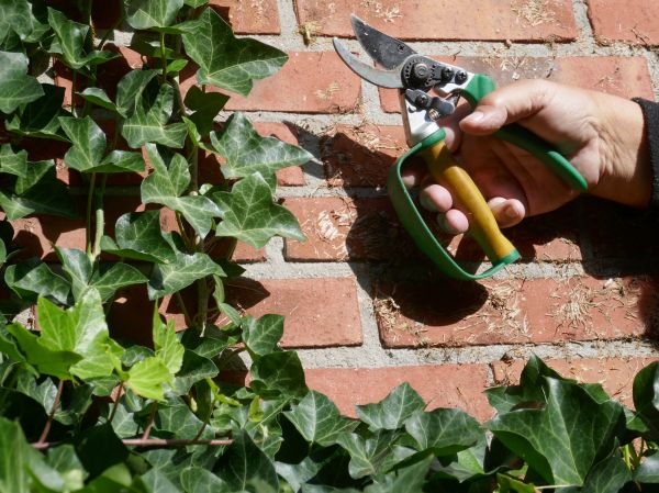 Cost of Ivy Removal Service in Nashville