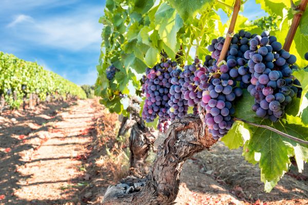 Cost of Grapevine Pruning in Nashville