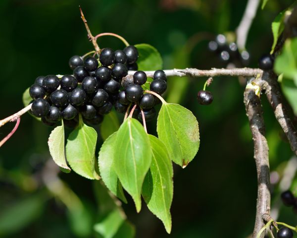 Cost of Buckthorn Removal in Nashville