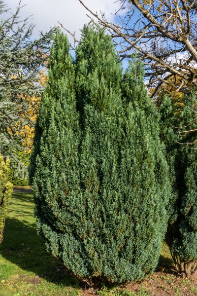 Cost of Juniper Trimming in Nashville