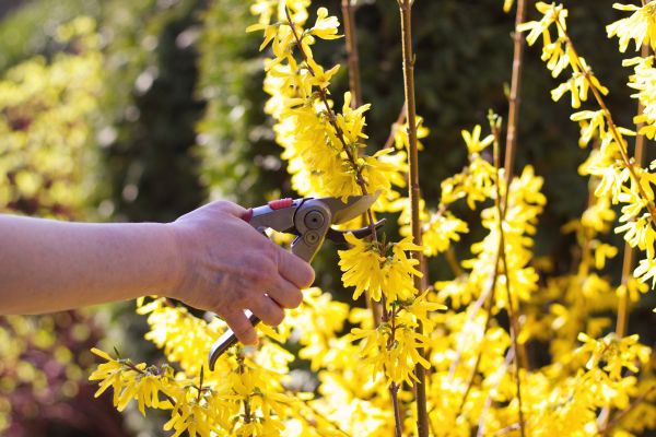 Cost of Forsythia Pruning in Nashville