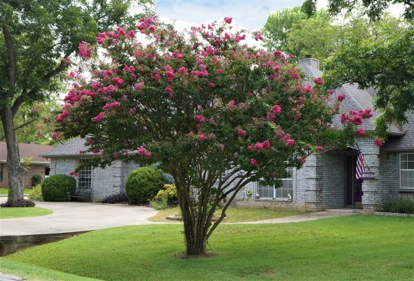 Cost of Crepe Myrtle Trimming in Nashville