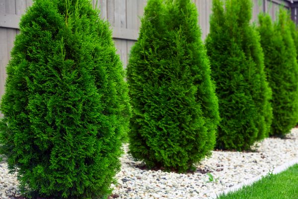 Cost of Arborvitae Removal in Nashville