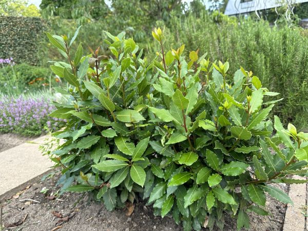 Cost of Laurel Hedge Removal in Nashville