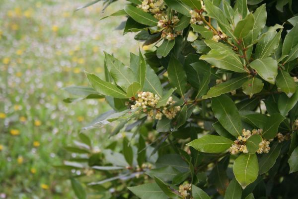 Cost of Laurel Trimming in Nashville