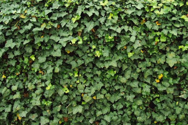 Cost of Ivy Pruning service in Nashville