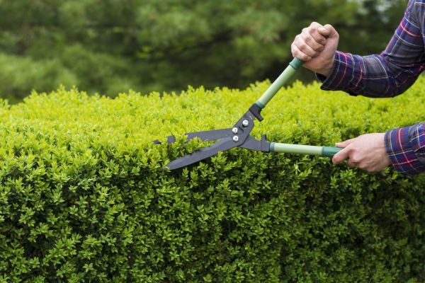 Cost of Evergreen Shrub Pruning in Nashville