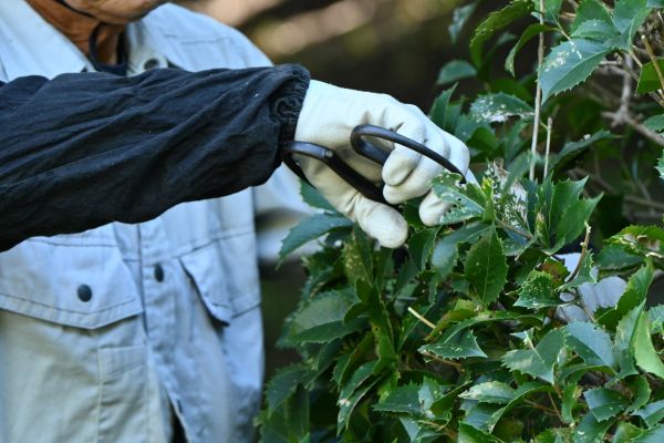 Cost of Holly Pruning in Nashville