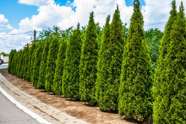 Cost of Arborvitae Shearing in Nashville