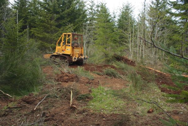 Cost of Shrubbery Clearing in Nashville