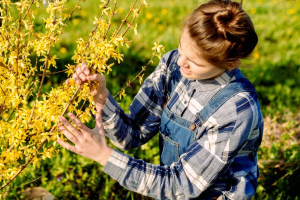 Cost of Forsythia Trimming in Nashville