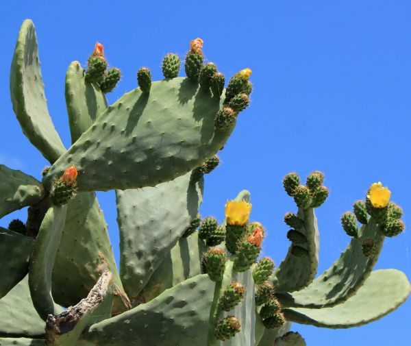 Cost of Cactus Removal in Nashville