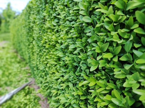 Cost of Boxwood Pruning in Nashville
