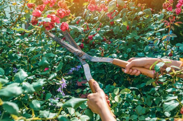 Cost of Knockout Roses Pruning in Nashville