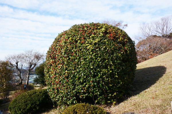 Cost of Holly Shrub Pruning in Nashville