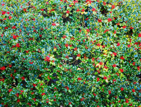 Cost of Holly Bush Removal in Nashville