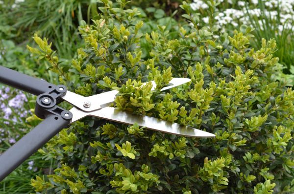 Cost of Boxwood Trimming in Nashville