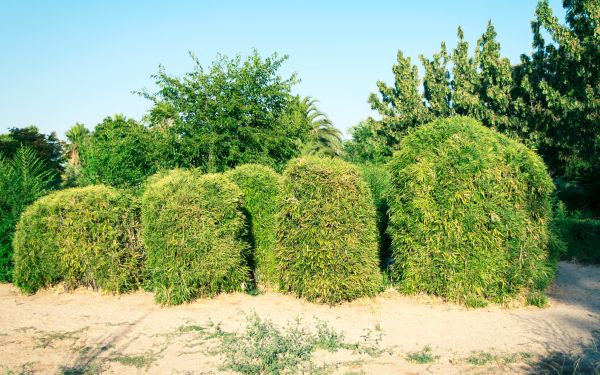 Cost of Bamboo Hedge Removal in Nashville