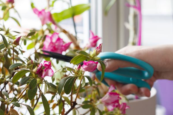 Cost of Azalea Pruning in Nashville