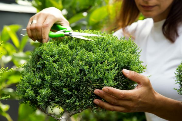 Cost of Juniper Shrub Pruning in Nashville