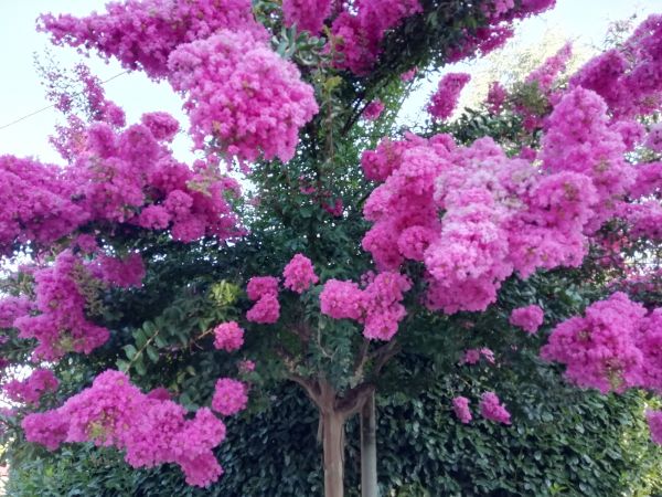 Cost of Crape Myrtle Pruning in Nashville