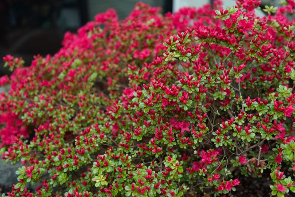 Cost of Weigela Removal Service in Nashville