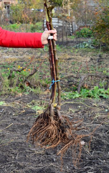 Cost of Shrub Root Removal in Nashville