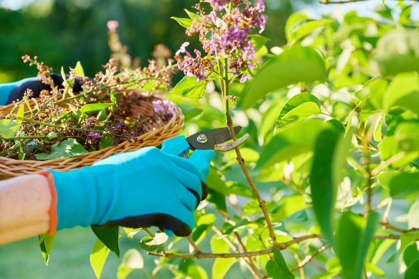 Cost of Lilac Trimming Service in Nashville