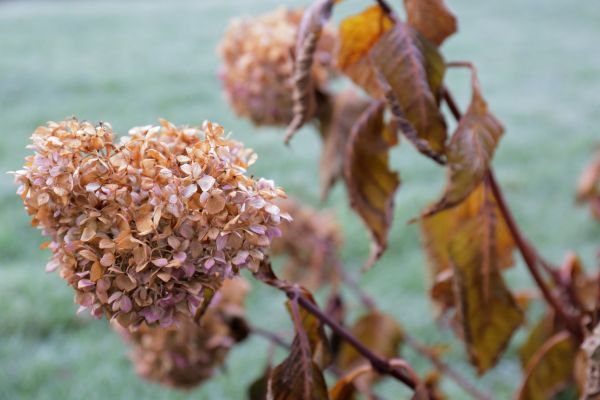 Cost of Hydrangea Removal in Nashville