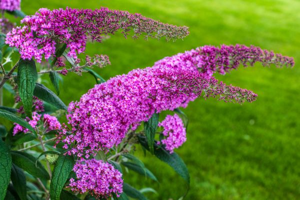 Cost of Butterfly Bush Removal in Nashville