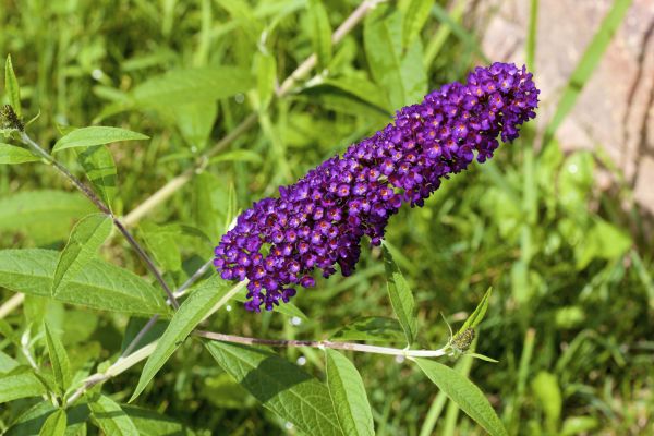 Cost of Butterfly Bush Pruning in Nashville