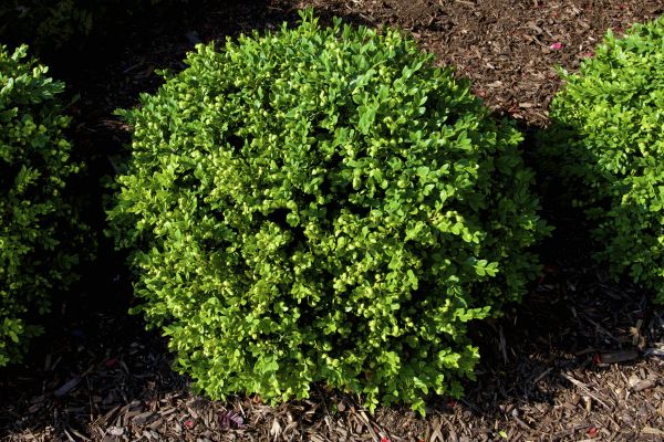 Cost of Boxwood Removal in Nashville