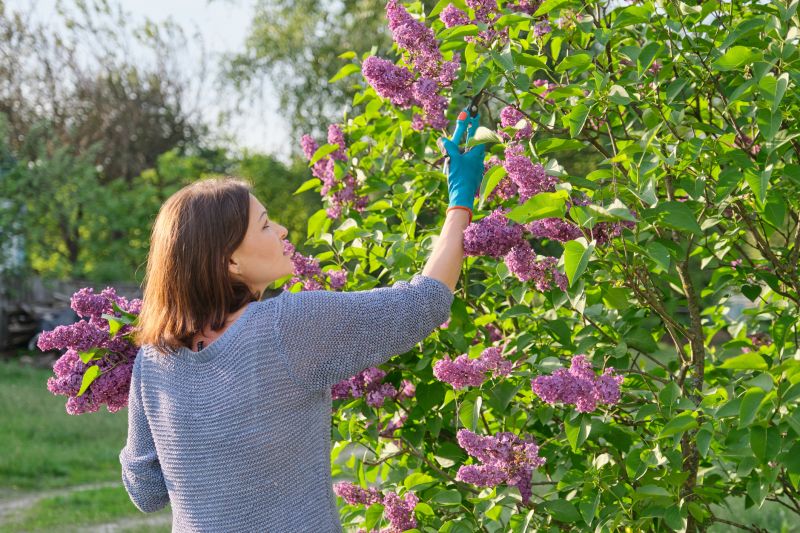 Lilac Trimming Service